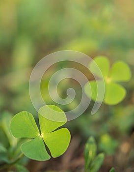 Beautiful green leaves of Water clover (Water fern, Pepperwort)