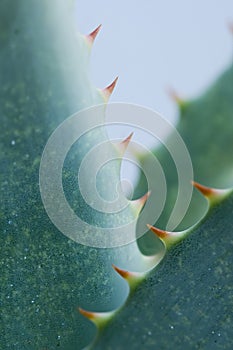 Beautiful green leaves of a wild aloe plant with sharp spikes