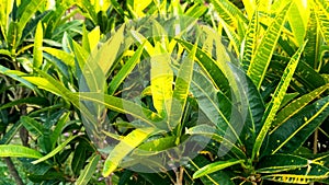 Beautiful Green Leaves with Yellowish spots