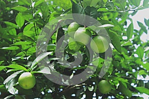 Beautiful green lemon fruit in the garden on sunny day