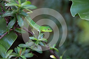 Beautiful green lizard.