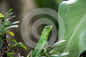 Beautiful green lizard.