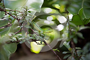 Beautiful green lizard.