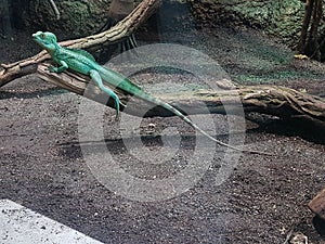 Beautiful green lizard in the Aquarium in Berlin photo