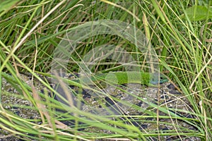 beautiful green lizard in a grassy grass on a gray stone