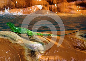 Beautiful green lizard iguana under a waterfall