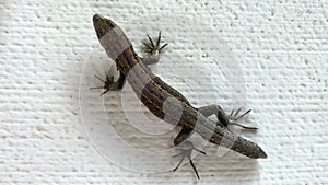 beautiful green lizard without tail is breathing in close-up. view from above Reptiles are distant relatives of