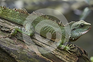 Beautiful green lizzard crawling on log with his head lifted up
