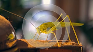 Beautiful green locust perched on golden teapot spout against blurry background. Macro photo