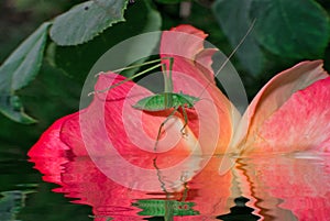 A beautiful green locust sits on a pink rose in the water. The locust is reflected in the water