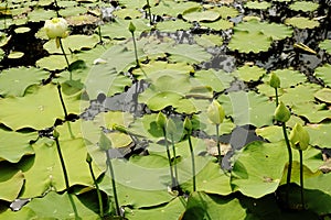 Beautiful green lotus