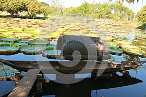 Beautiful green lotus pond landscape