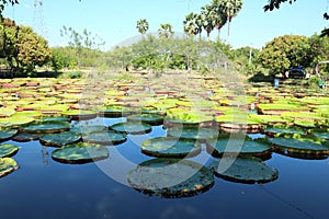 Beautiful green lotus pond landscape