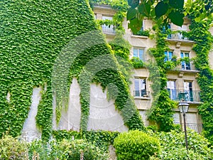 A beautiful green and lush corner in Paris