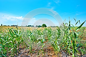 Beautiful green maize field