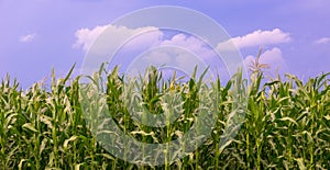 Beautiful green maize field