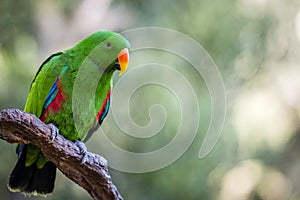 Beautiful green male Eclectus parrot