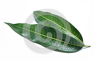 Beautiful green mango leaves isolated on white background with water drops in detail. Clipping path, cut out, close up, macro.