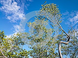 Beautiful green mangroves with blue sky in sunny day