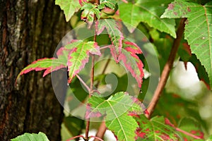 Beautiful Green Maple Leaves Outlined in Red