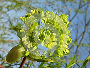 Green maple tree bloom in spring, Lithuania