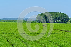 Beautiful green Mate tea plantation field in province Misiones, Argentina