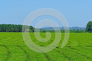 Beautiful green Mate tea plantation field in province Misiones, Argentina