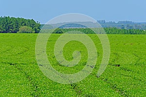 Beautiful green Mate tea plantation field in province Misiones, Argentina