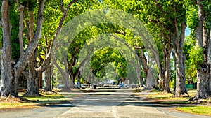 Beautiful green mature trees along the Wharf St in South Grafton, NSW, Australia