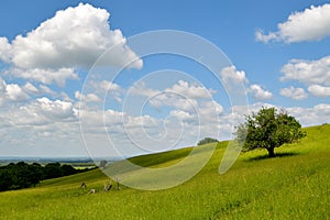 Beautiful green meadow above small village of Kuchyna at the edge of Little Carpathians