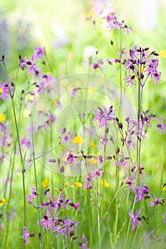 Beautiful green meadow with purple flowers