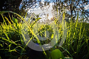 Close up of Beautiful green meadow and trees with sun back lighting