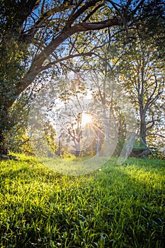 Close up of Beautiful green meadow and trees with sun back lighting