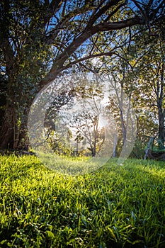 Close up of Beautiful green meadow and trees with sun back lighting