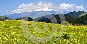 beautiful green meadow with yellow flowers and young spring grass on foreground and amazing mountains on background