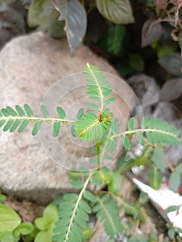 beautiful green meniran plant background photo