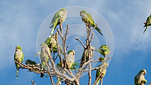 Beautiful green Monk Parakeets on the leafless twigs against a cloudy sky on a sunny day