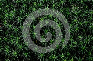 Beautiful green moss background, Natural green forest background