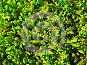 Beautiful green moss from close up