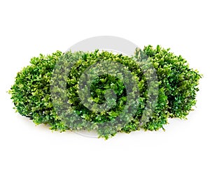 Beautiful green moss close-up isolated on a white background.