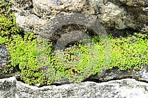Beautiful green moss on the floor, moss closeup, macro. Beautiful background of moss for wallpaper