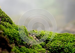 Beautiful green moss on the floor, moss closeup, macro. Beautiful background of moss for wallpaper photo