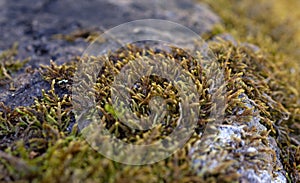 Beautiful green moss on the floor. Macro foto. Texture Closeup. Background of moss and stone for wallpaper. Mossy