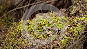 Beautiful green moss and lichen seamless close up