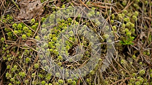 Beautiful green moss and lichen seamless close up