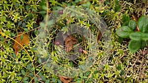 Beautiful green moss and lichen seamless close up