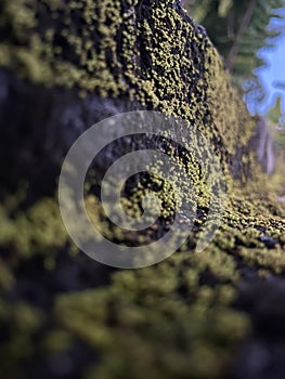 beautiful green moss