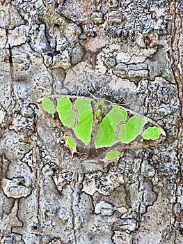 A beautiful green moth stays on the trunk photo