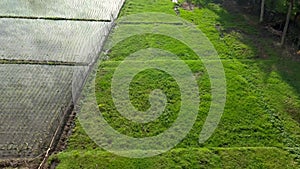 Beautiful green natural background with paddy rice field covered by water and surrounded by palm tree groves. Film grain