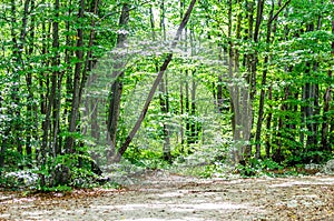 A Beautiful Green Natural Forest with a Dirt Foot Path in the National Park of Plitvice Lakes in Croatia